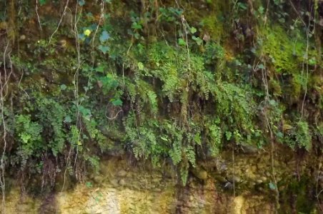 Adiantum capillus-veneris