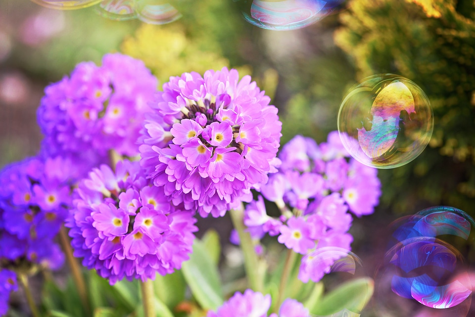 Spring flowers garden nature