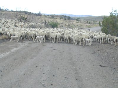 56 nonplot herd of sheep 06062002090101