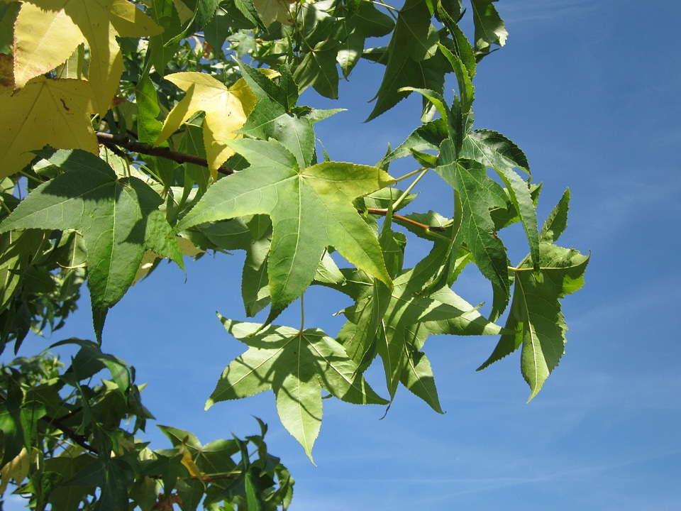 Satin-walnut tree foliage