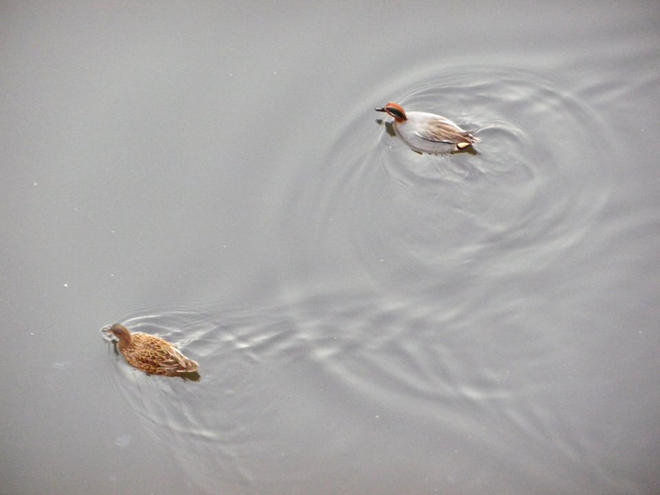 a couple of common teals