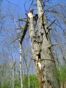 widowmaker-back-view