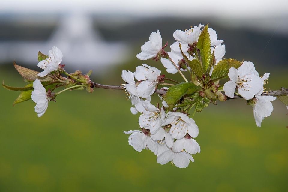 Flowers white spring
