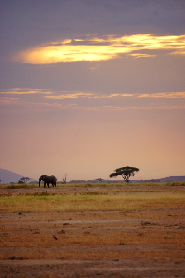 Elephant at sunset