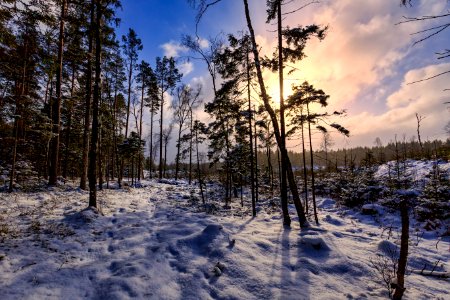 Sunny Deforestation Border
