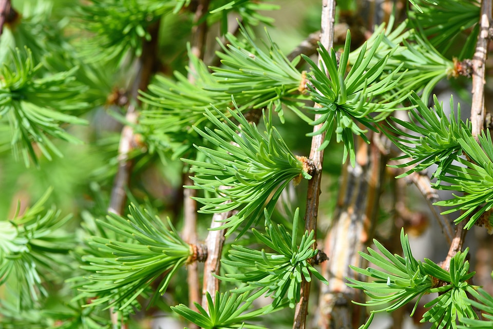 Aesthetic leaves spring