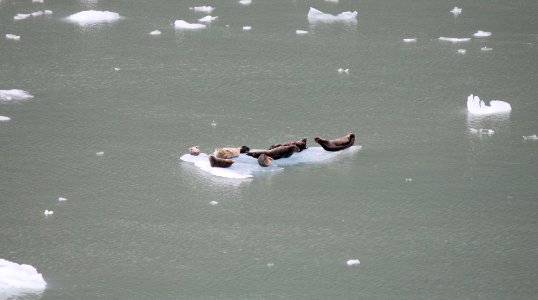 seals on iceberg near Endicott glacier, Alaska photo