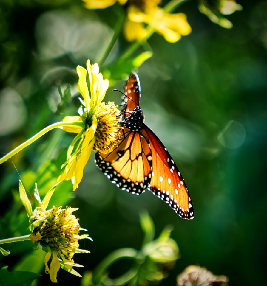 Monarch Butterfly