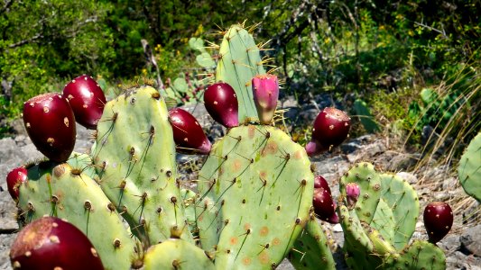 Prickly Pear Cactus, Horseshoe Trail