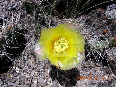 49 nonplot cactiflowrs 06062009090101 photo