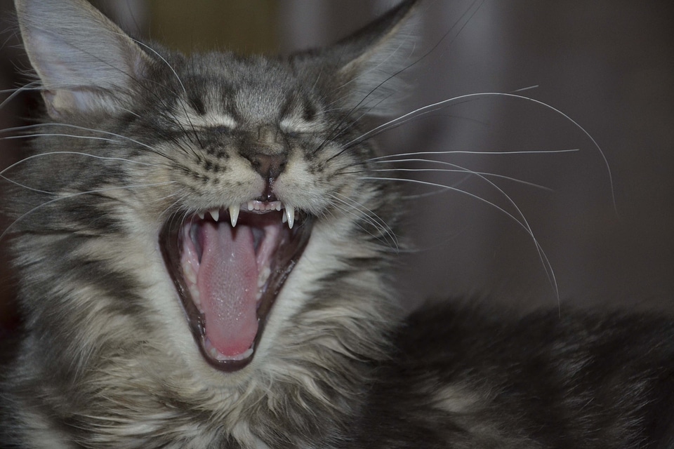 Maine coon cat teeth