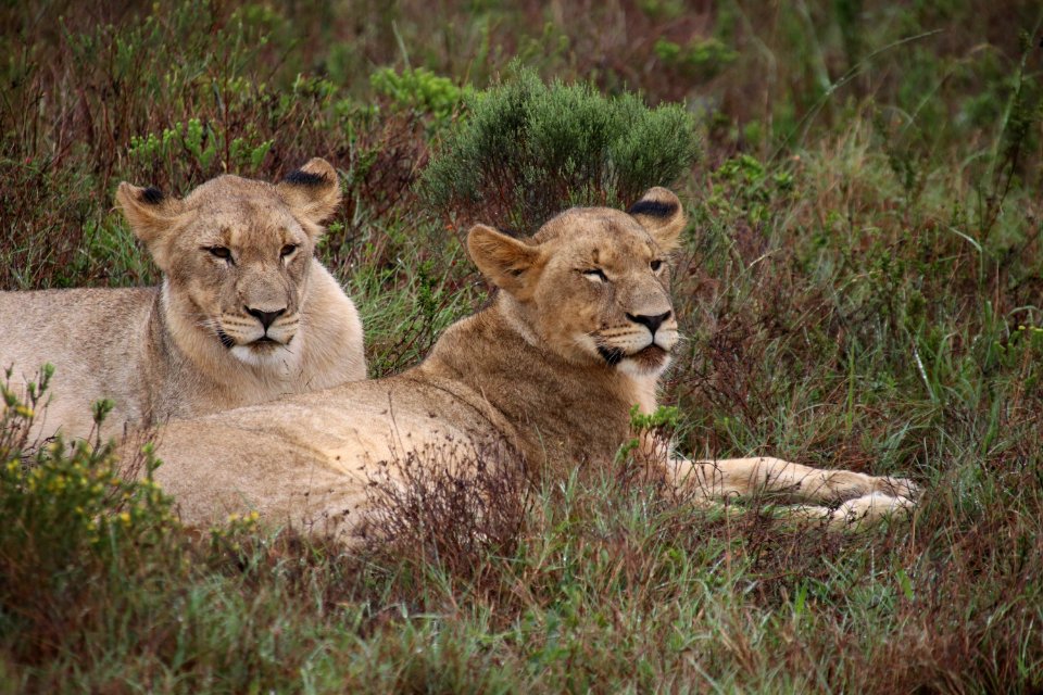 Resting together