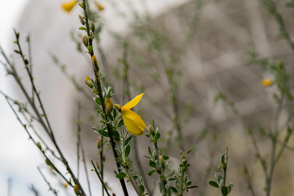 Blossom bloom yellow