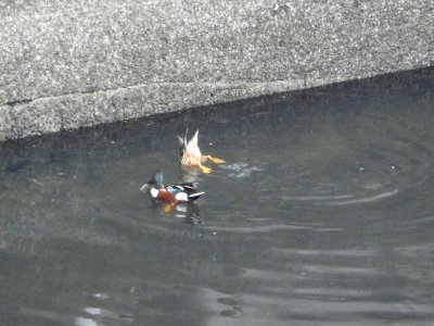a couple of shovelers