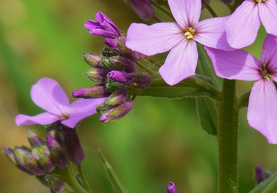 Natural floral plant photo