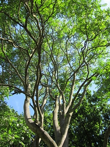 Tree plant flora