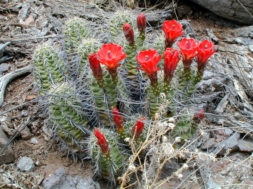 04 nonplot redflowers 06062002090101