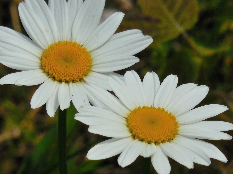 Spring white floral