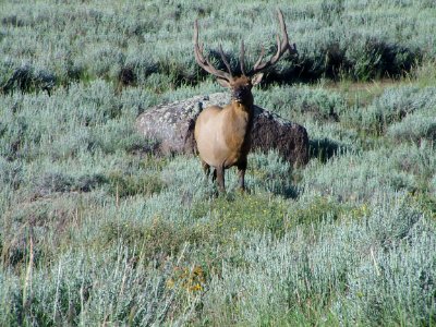 DToone Elk photo
