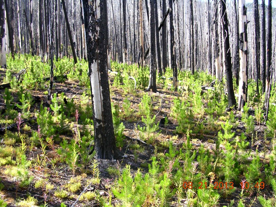 30 nonplot lodgepole regen1 08232013184313