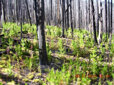 30 nonplot lodgepole regen1 08232013184313