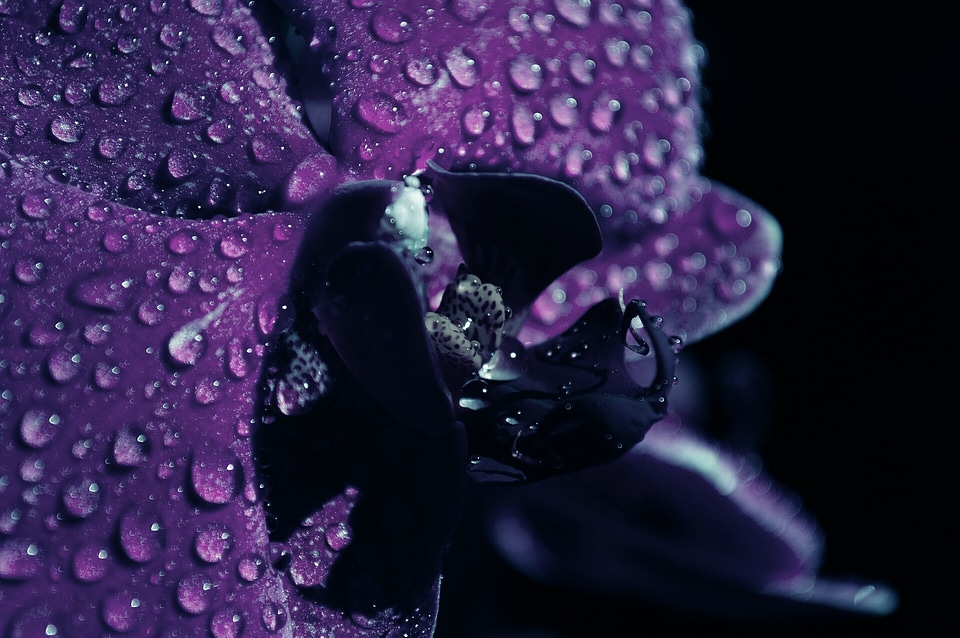 Bloom close up drop of water