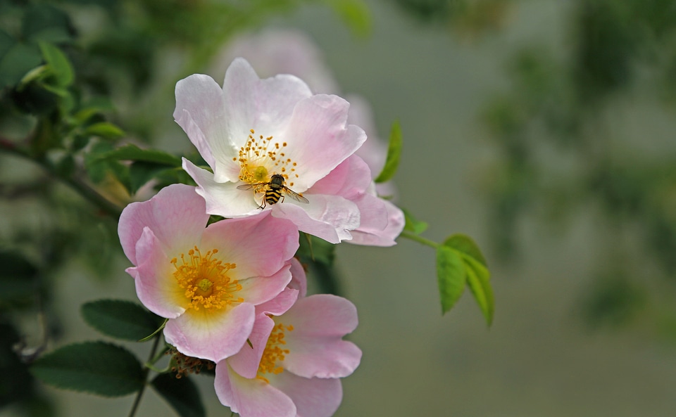 Insect blossom bloom