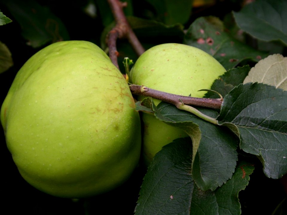 riesenboiken