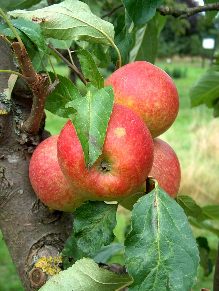 Ellisons Orange