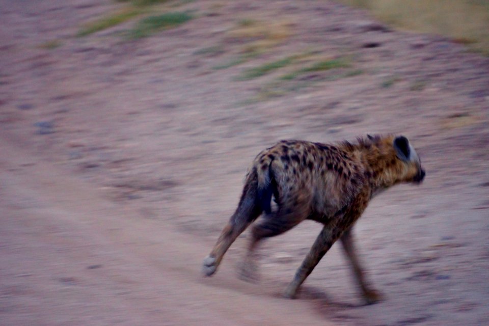 Hyena