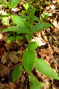 jeune Dompte-venin (Vincetoxicum hirundinaria) montrant ses cotylédons