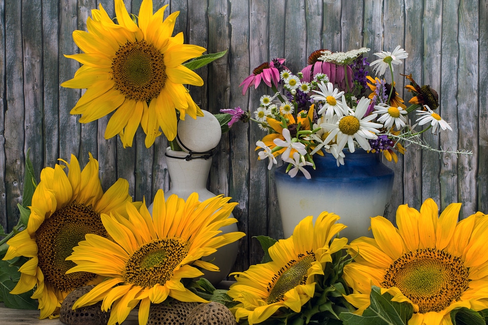 Still life sunflower wild flowers