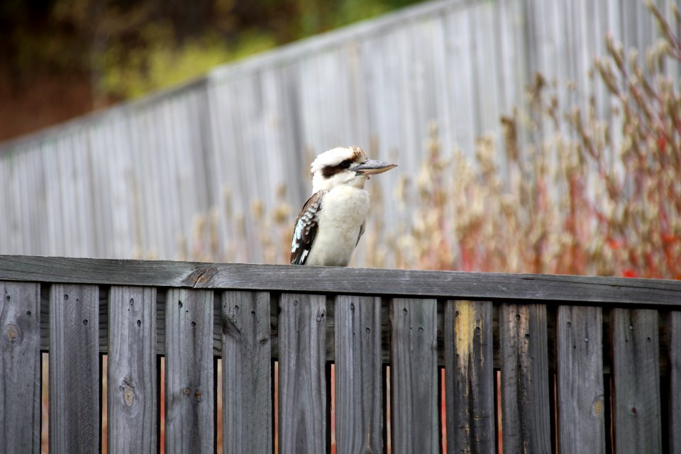 Kookaburra's greeting