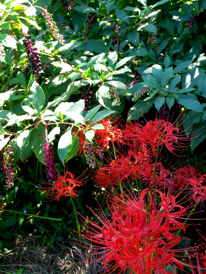red spider lily