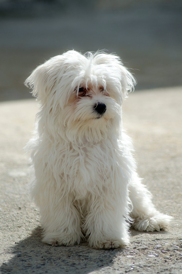 White puppy fluffy