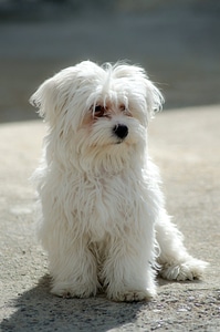 White puppy fluffy photo