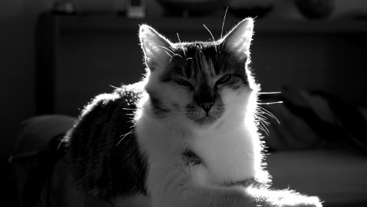 Katze #1 photo