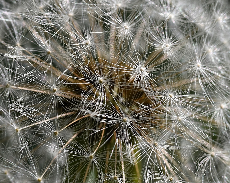 Achene plant nature