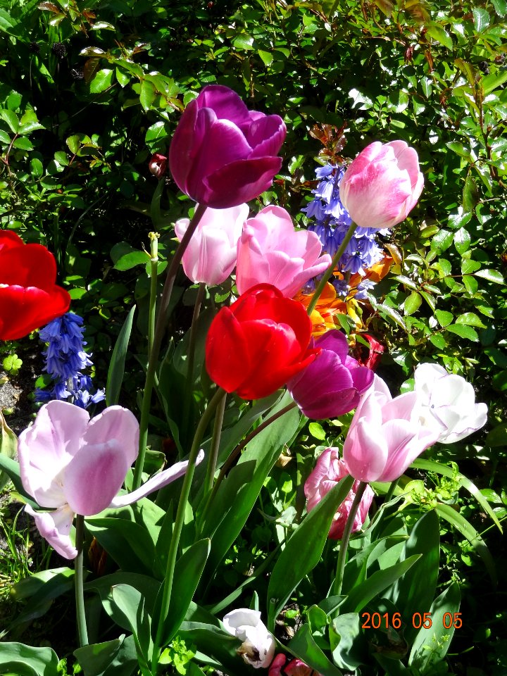 paulus potterstraat tulpen 160505 (4)