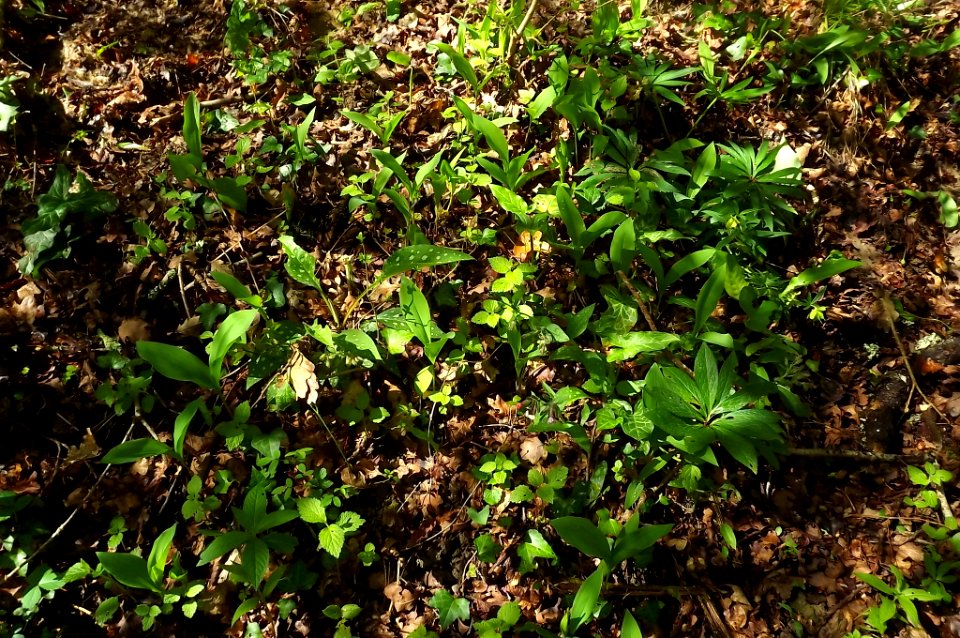 herbes du sous bois