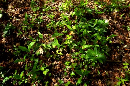 herbes du sous bois