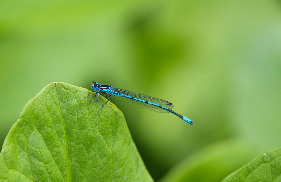 Insect waters demoiselle