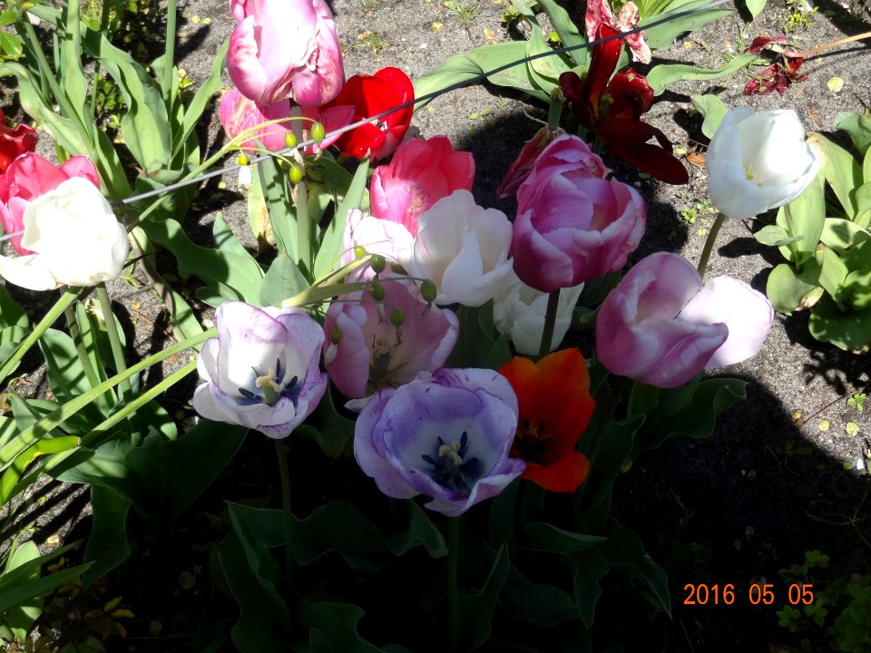 paulus potterstraat tulpen 160505 (11)