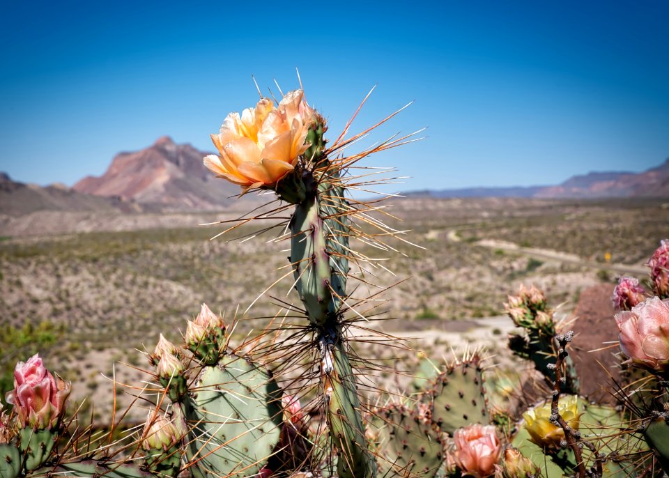 Hwy 170 Cactus, West Texas