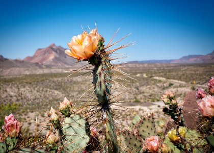 Hwy 170 Cactus, West Texas photo