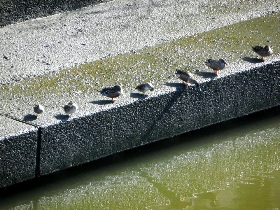 shovelers and common tails on sunday, november 25