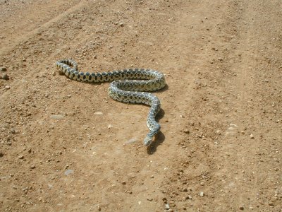 04 nonplot rattler1 06062005090101 photo