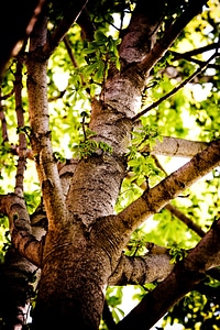 Branches bark nature