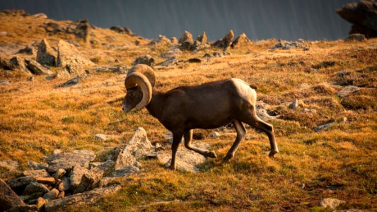 Big Horn Sheep, Rocky Mtn NP photo