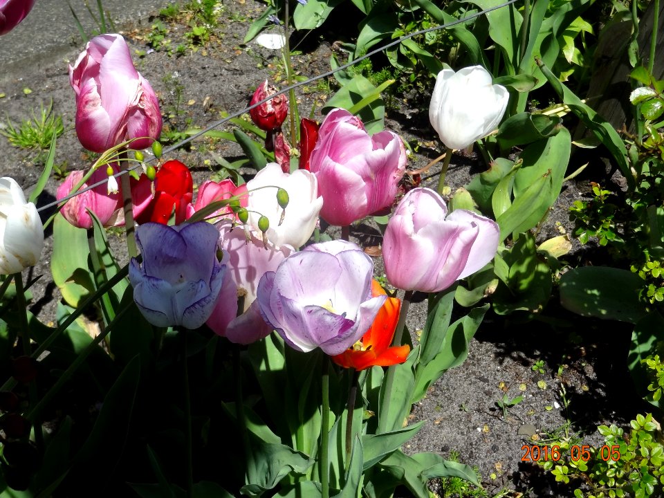 paulus potterstraat tulpen 160505 (12)